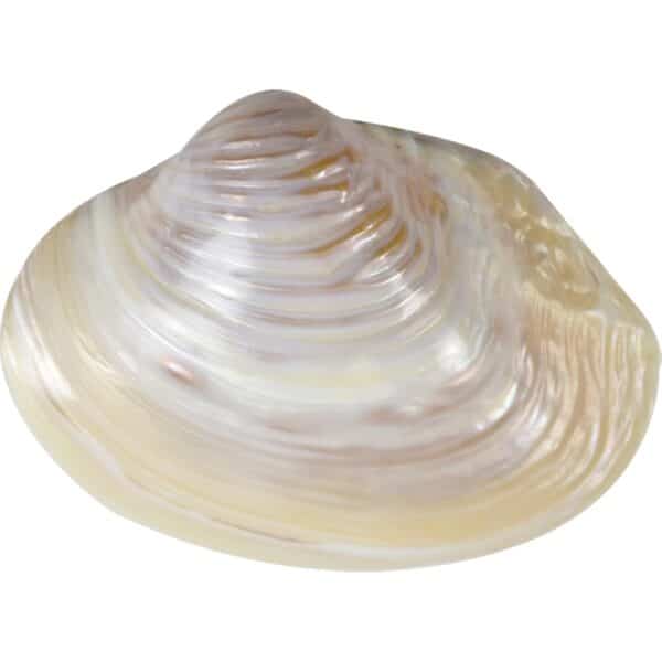 2 Pink Mussel Shells 6-8" (Set of 2)