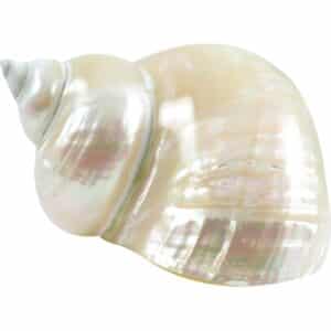 Jade Turbo Pearled Seashell 3.5-4" and up