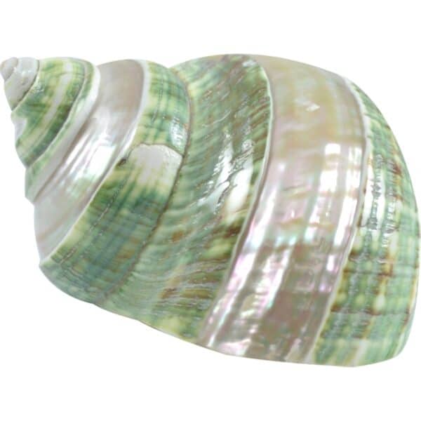 Jade Turbo Banded Seashell 3.5-4"