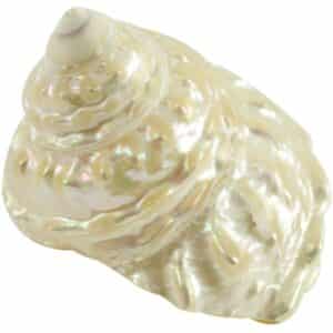 Wavy Top (Astraea Undosa) Pearled Shell 4-4.5"