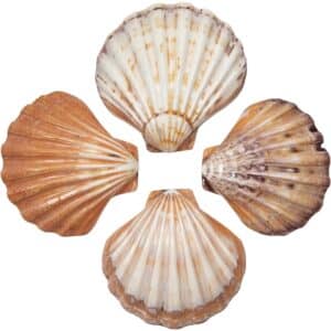 2 Orange Lion's Paw Polished Decorative Shells 5-7" (Set of 2)