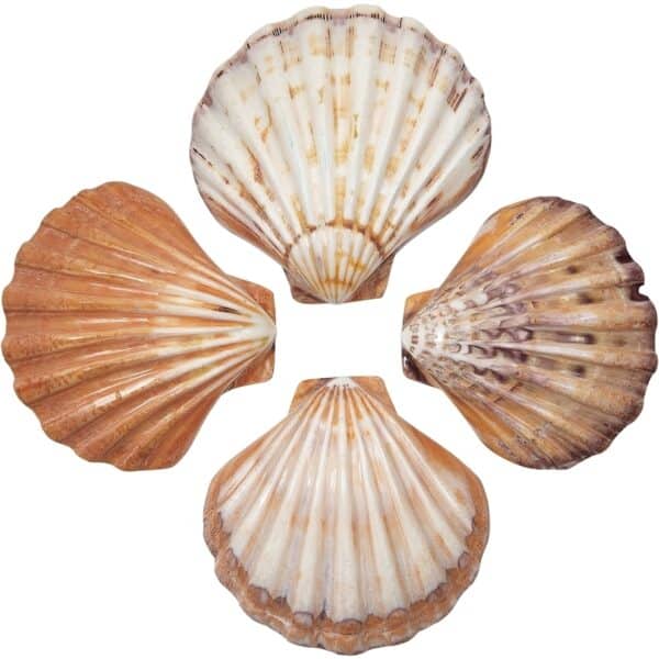 2 Orange Lion's Paw Polished Decorative Shells 5-7" (Set of 2)