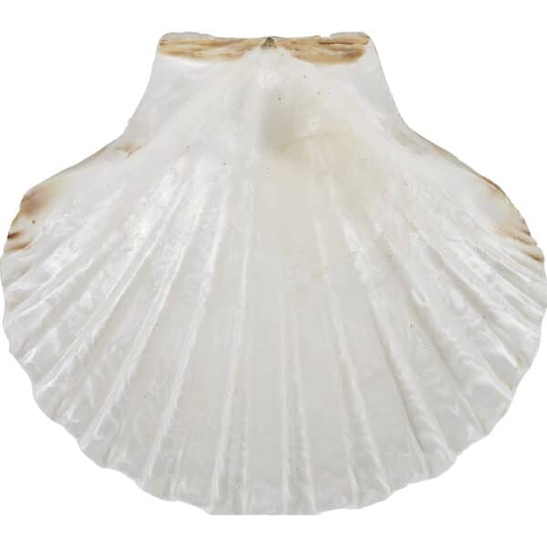 6 Irish Deep 4" Serving Dish with Shell Legs (Set of 6) - Image 2