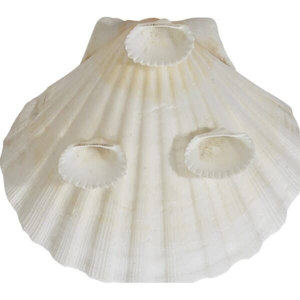 6 Irish Deep 4" Serving Dish with Shell Legs (Set of 6) - Image 3