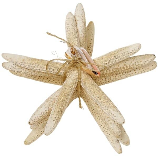 Four White Finger Starfish Bundle with Cut Shells 6-8" (Set of 4)