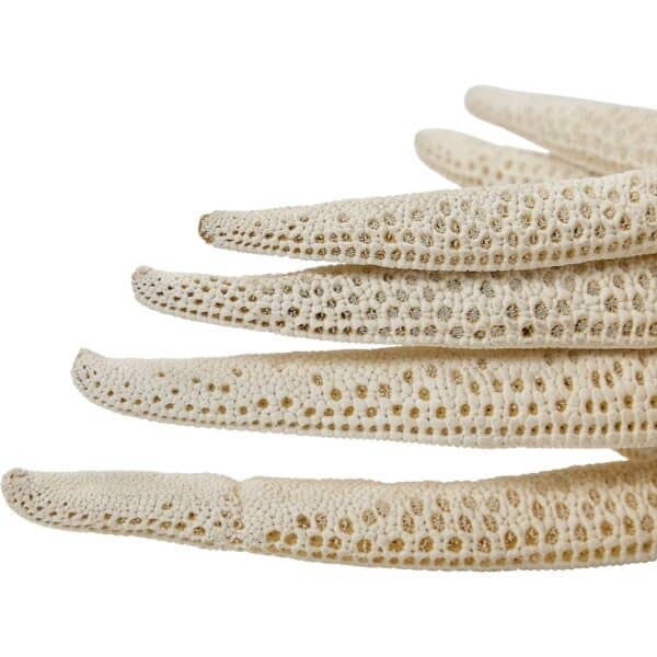 Four White Finger Starfish Bundle with Cut Shells 6-8" (Set of 4) - Image 3