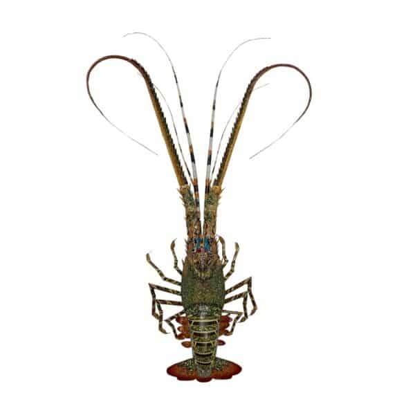 Painted Bamboo Lobster Small 15"
