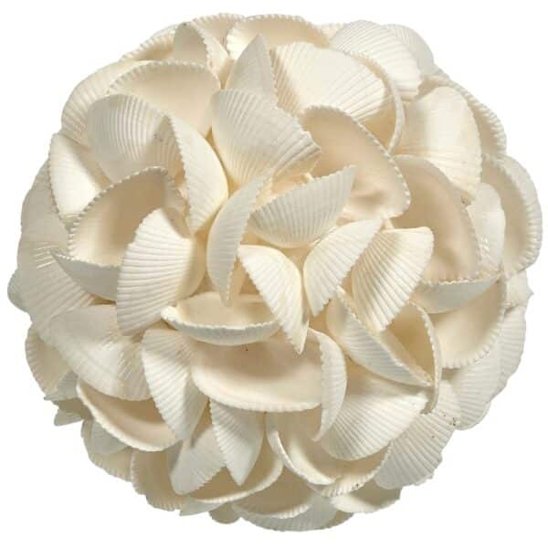 Ark Shell Orb 6"
