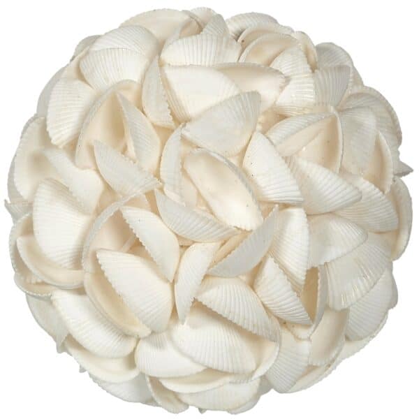 Ark Shell Orb 8"
