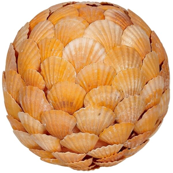 Orange Scallop Flat Shells Orb 8"