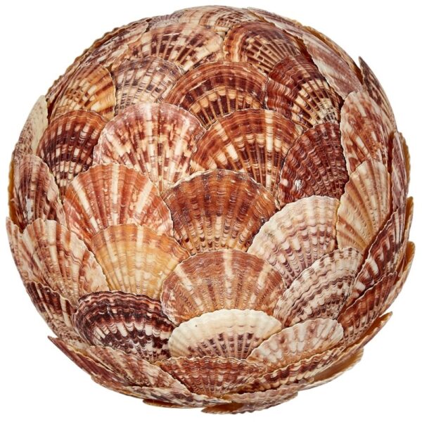 Pecten Lentigious Shell Flat Orb 8"