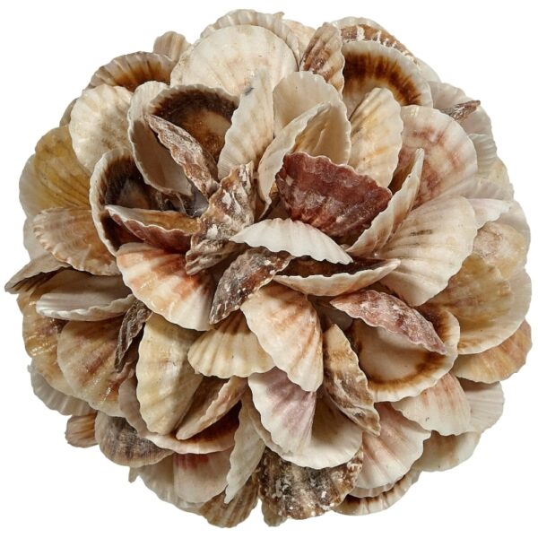 Mixed Pecten Shells Orb 6"