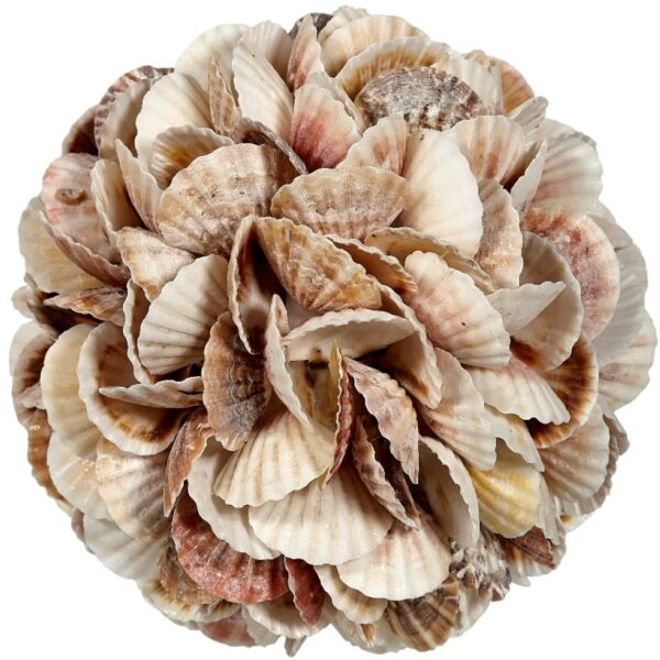 Mixed Pecten Shells Orb 8"