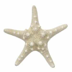 10 Knobby Starfish-White 4-6" (Set of 10)