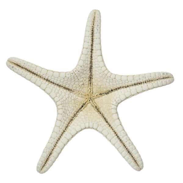 10 Knobby Starfish-White 4-6" (Set of 10) - Image 2