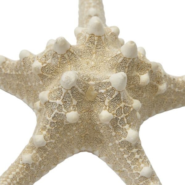 10 Knobby Starfish-White 4-6" (Set of 10) - Image 3