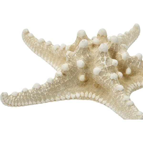 5 White Knobby Starfish 8-10" (Set of 5) - Image 2