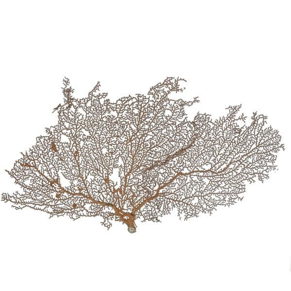 Natural Red Sea Fan 10-13"