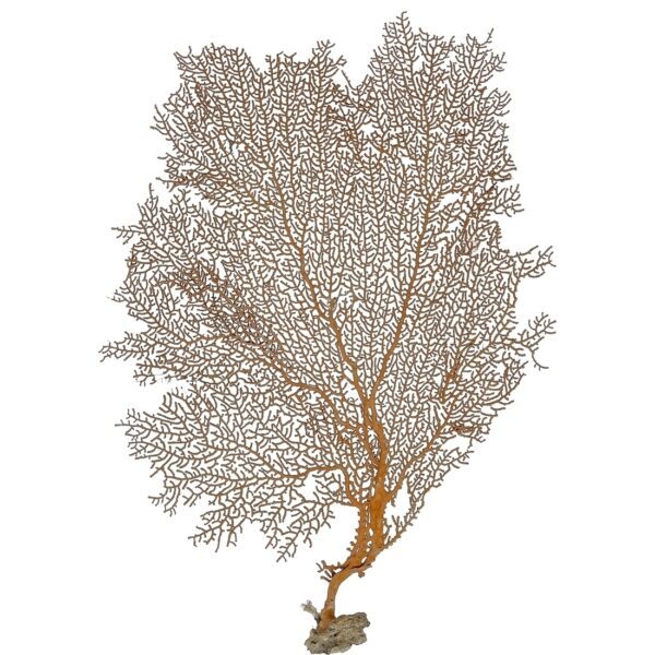 Natural Red Sea Fan 10-13" - Image 2