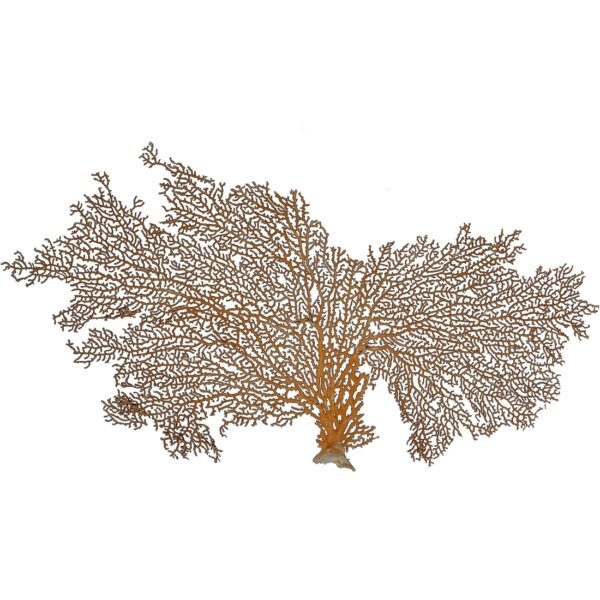 Natural Red Sea Fan 10-13" - Image 3