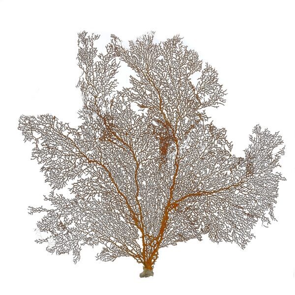 Red Sea Fan 19" & Up