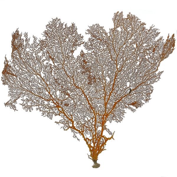 Red Sea Fan 19" & Up - Image 2