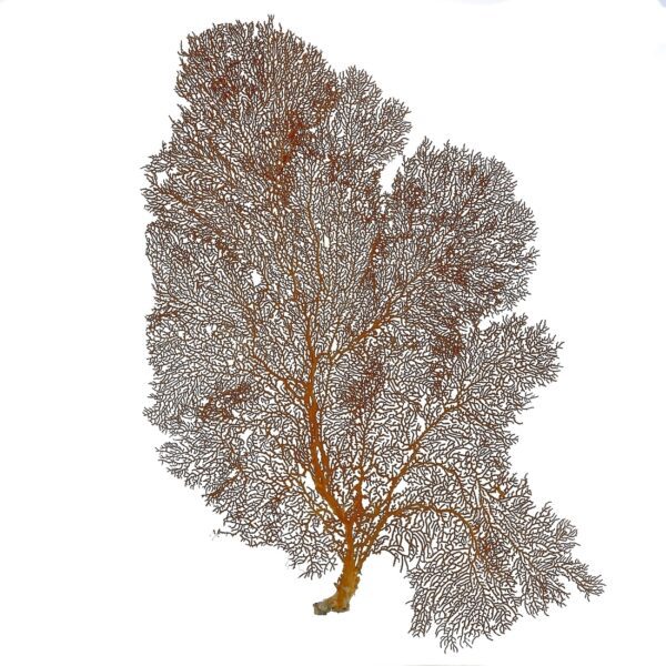 Red Sea Fan 19" & Up - Image 3