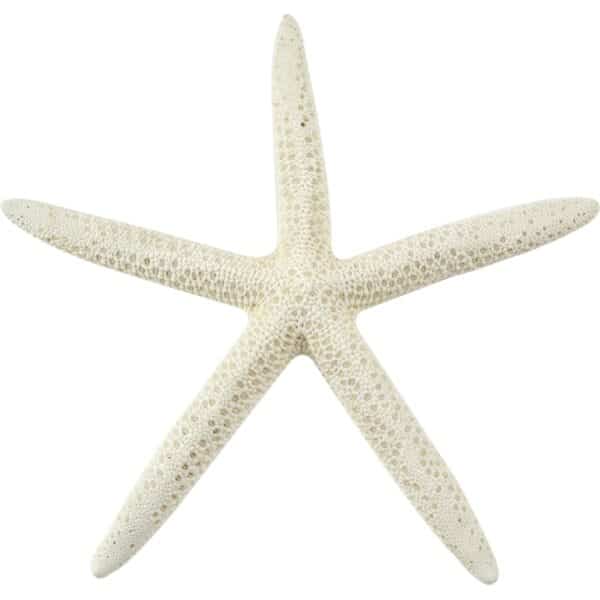10 White Finger Starfish 4-6" (Set of 10)
