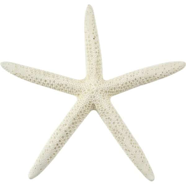 12 White Finger Starfish 3-4" (Set of 12)
