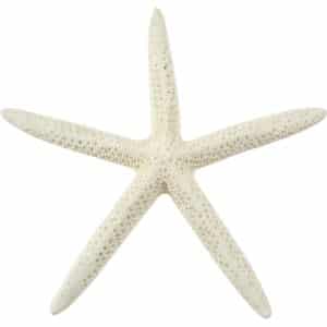 10 White Finger Starfish 8-10" (Set of 10)