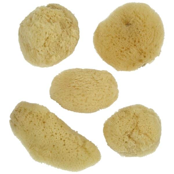6 Bleached Natural Sponges 1.5-2" (Set of 6)